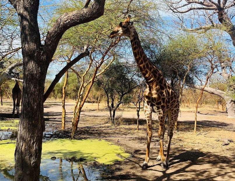 Bandia Reserve, Near Saly, Thiès Region, Senegal